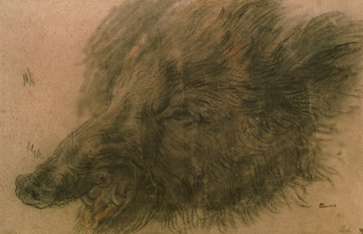Hlava divokého prasete (uhlí na papíře) od Jean Baptiste Simeon Chardin