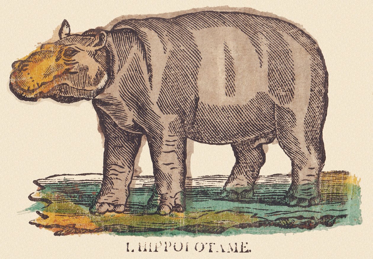 Hroch, asi 1840-1852 (litografie) od Jean Baptiste Thiebault