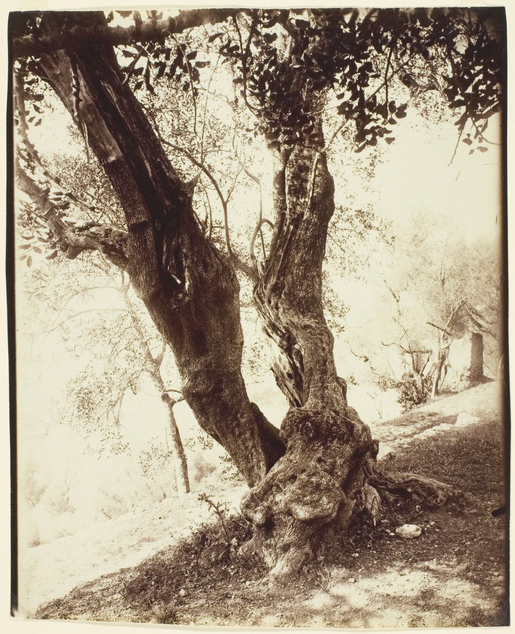 Olivier, Nice (Olive Tree, Nice) od Jean Eugène Auguste Atget