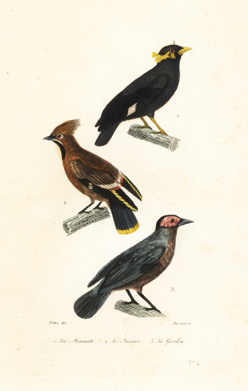 Hill myna, brkoslav český a coleto. od Jean Gabriel (after) Pretre