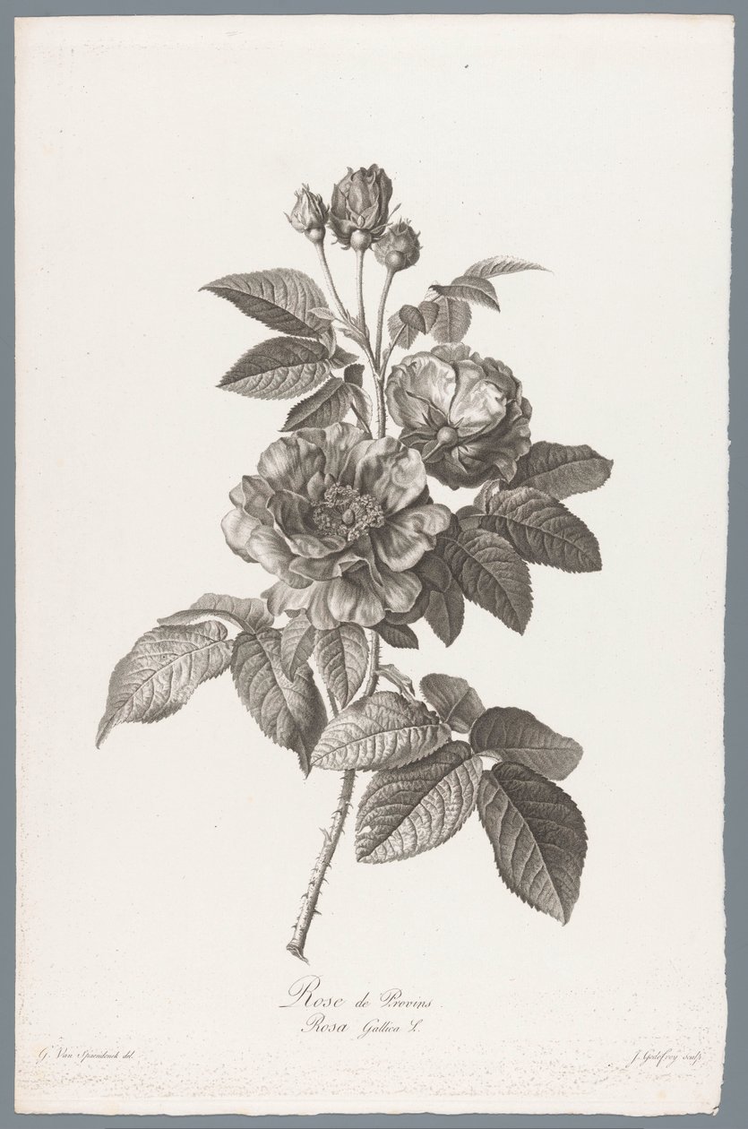 francouzské roos Rose de Provins / Rosa Gallica L. (název na objektu) Květiny čerpané z přírody (...) (název série) od Jean Godefroy
