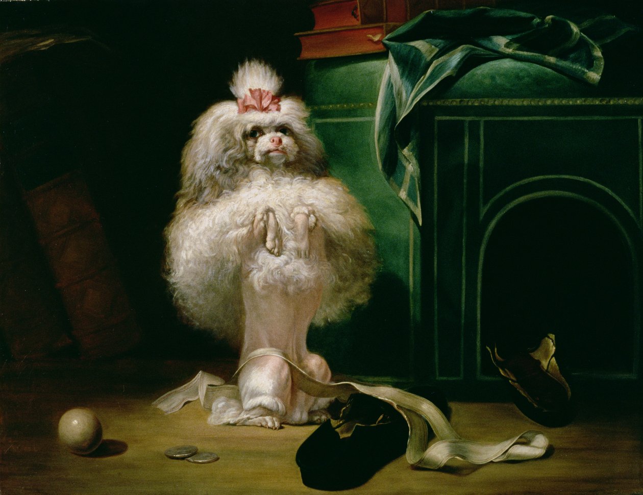 Pes plemene Havannah, 1768 od Jean Jacques Bachelier
