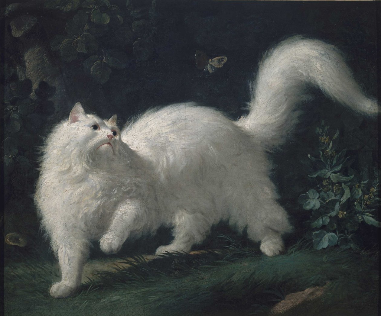 Angorská kočka honí motýla, c. 1760 (olej na plátně) od Jean Jacques Bachelier