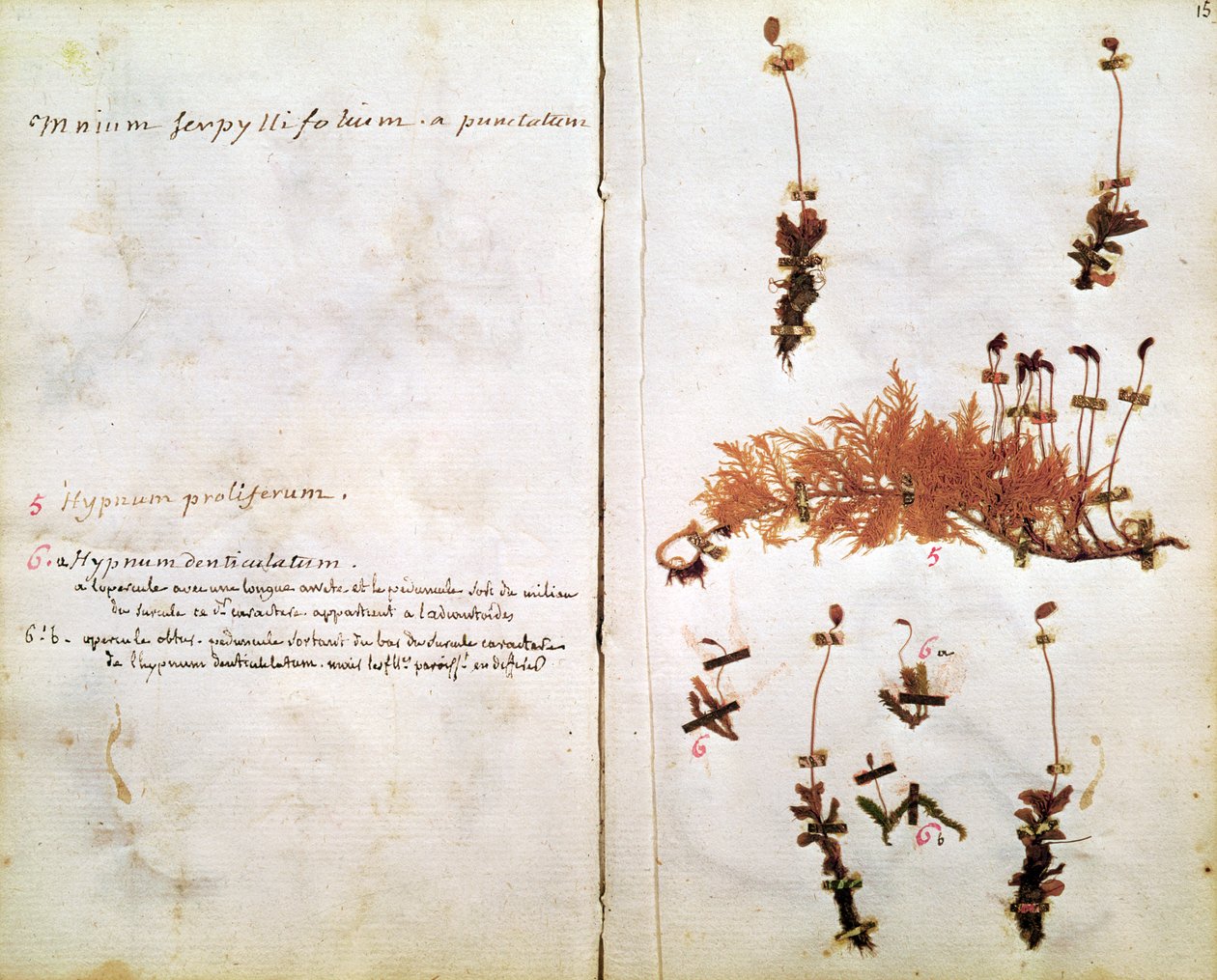 Strana 15 z herbáře od Jean Jacques Rousseau