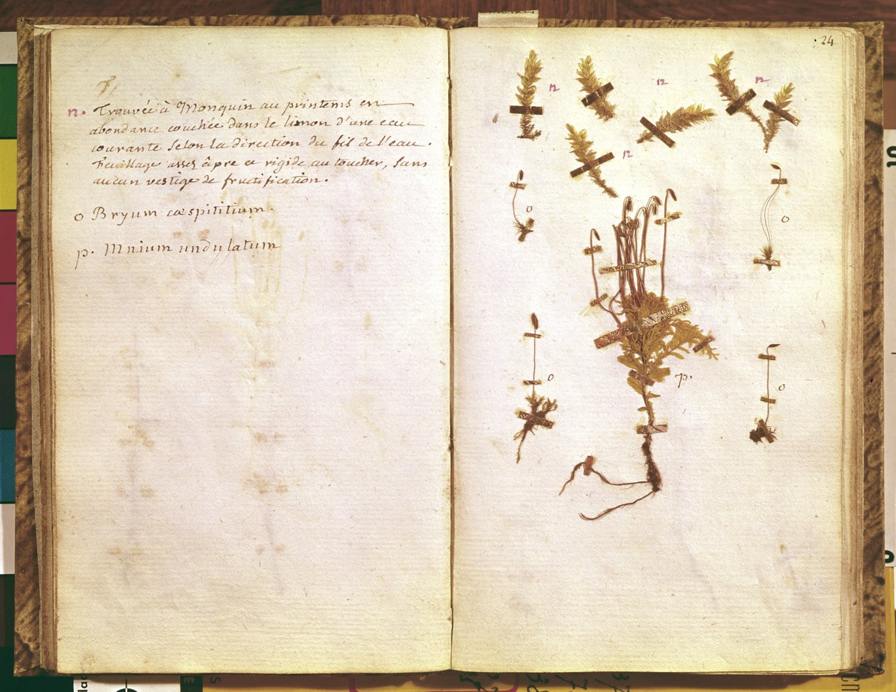 Strana 24 z herbáře od Jean Jacques Rousseau