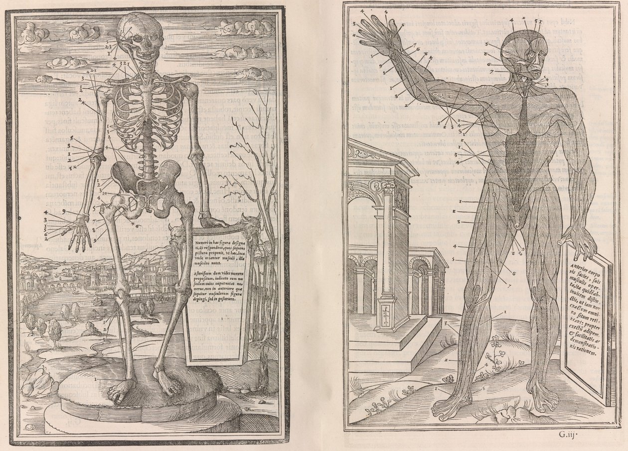 O pitvě částí lidského těla, kniha třetí, 1545 od Jean Jollat