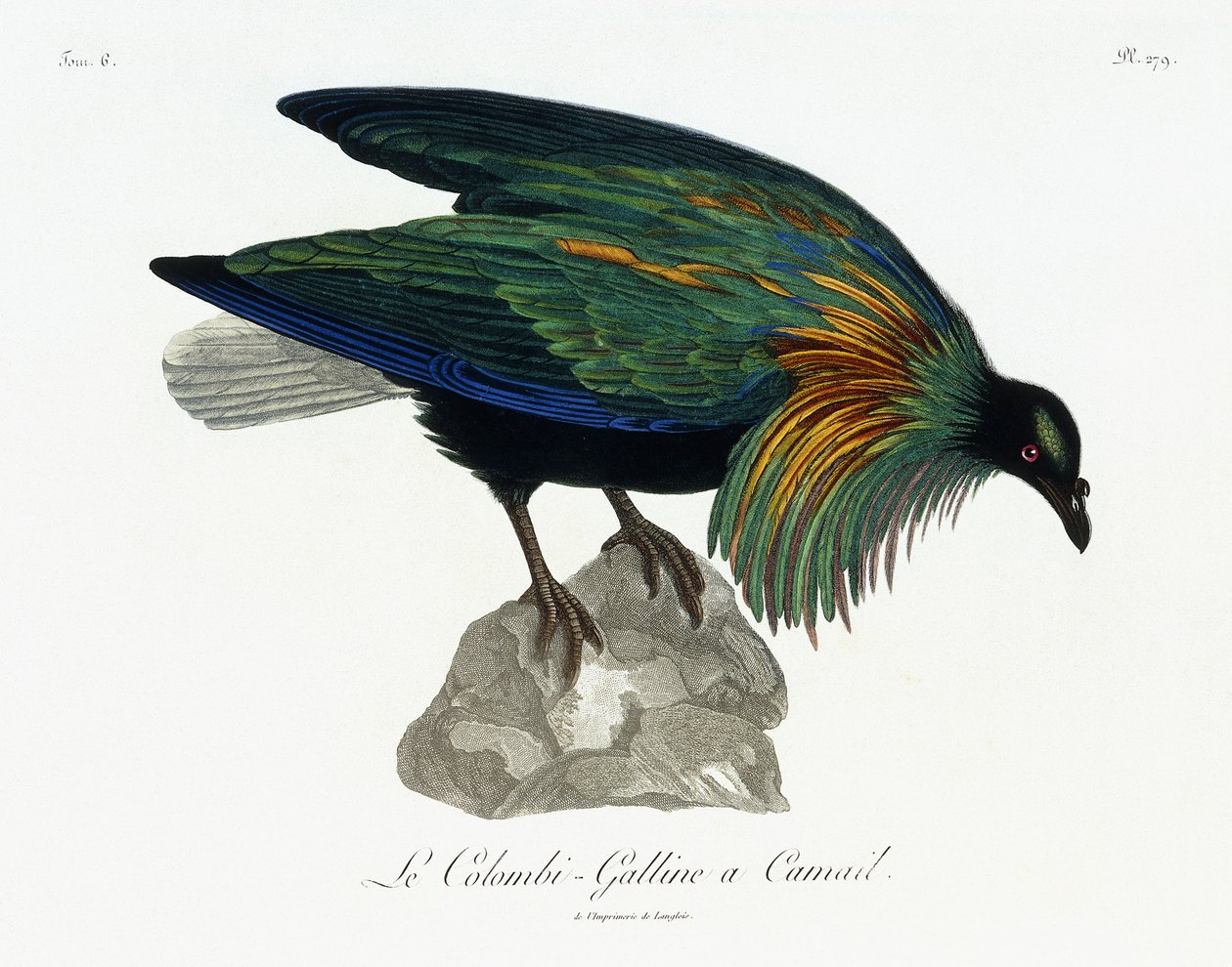 Nikobarský holub, 1799-1808 od Jean Lebrecht Reinold