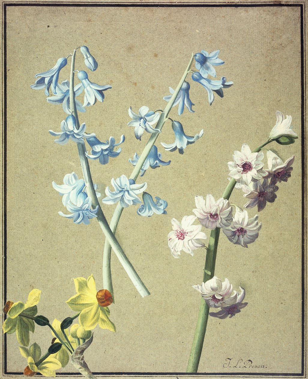 Modrý a levandulový hyacint a žlutý narcis, kolem roku 1805 od Jean Louis Prevost