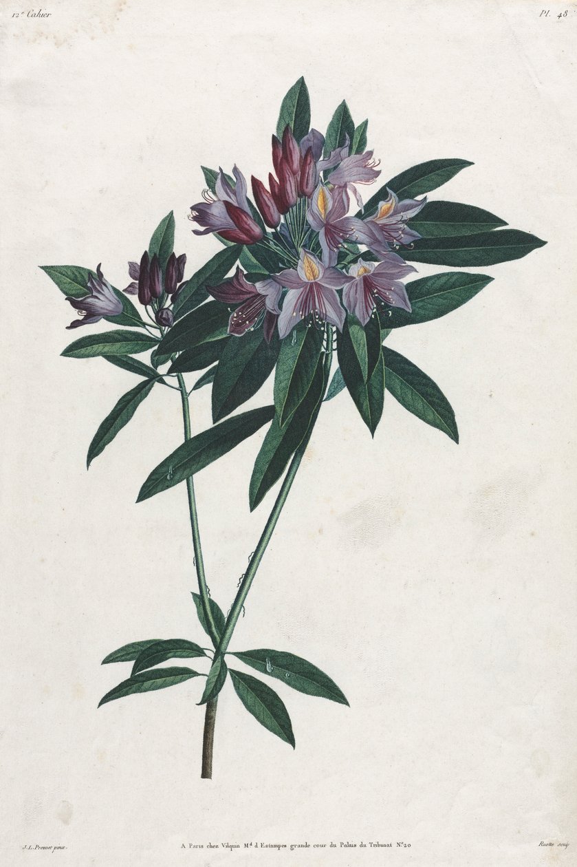 Pontský rododendron, 1805. od Jean Louis Prévost.