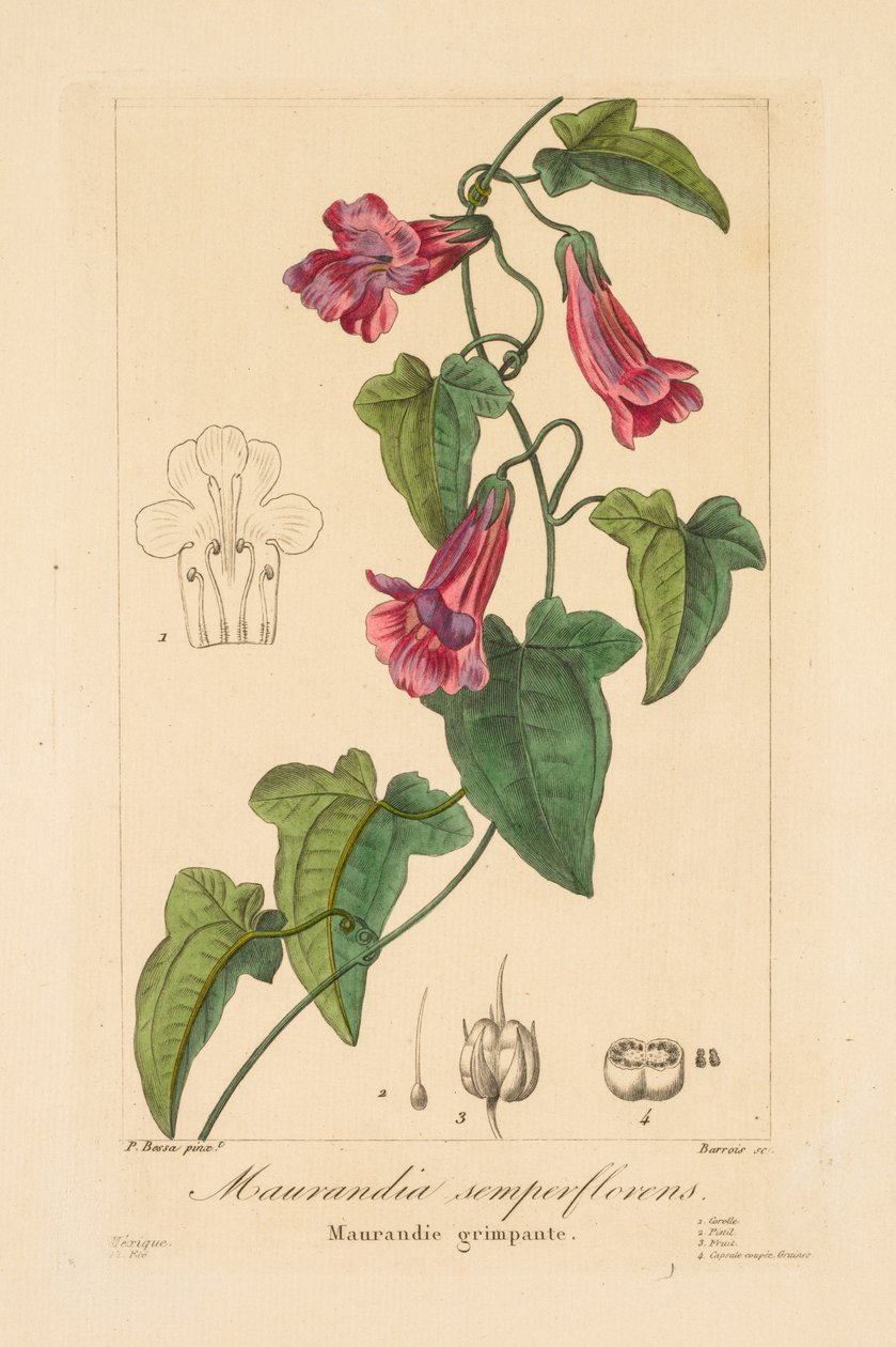 Flóra zahradníků, amatérů a výrobců: Maurandia semperflorens, 1836. od Jean Pierre Frederic Barrois