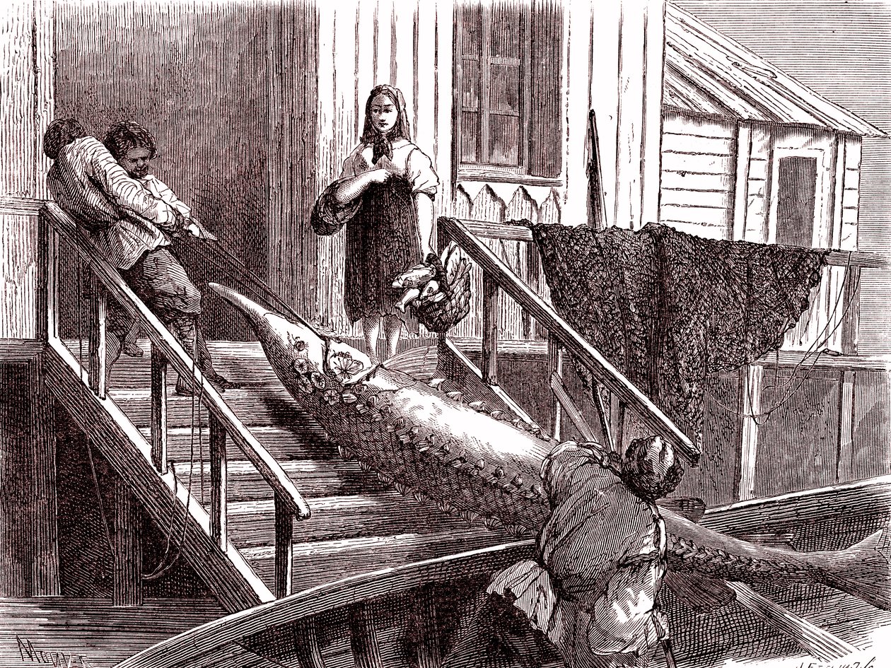 Rybolov jesetera na řece Volze, Rusko. 1867 (rytina) od Jean Pierre Moynet