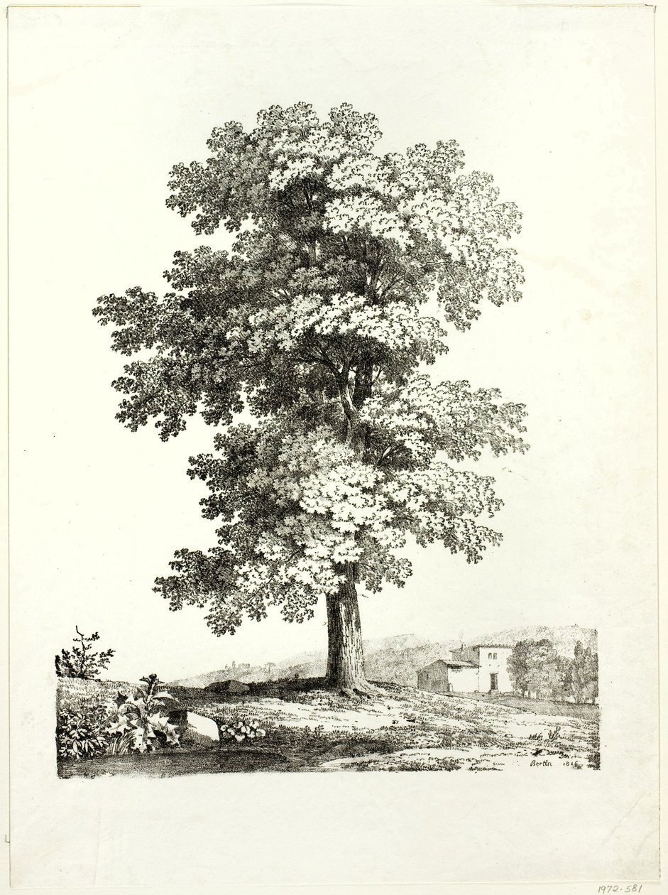 Studie stromu od Jean Victor Bertin