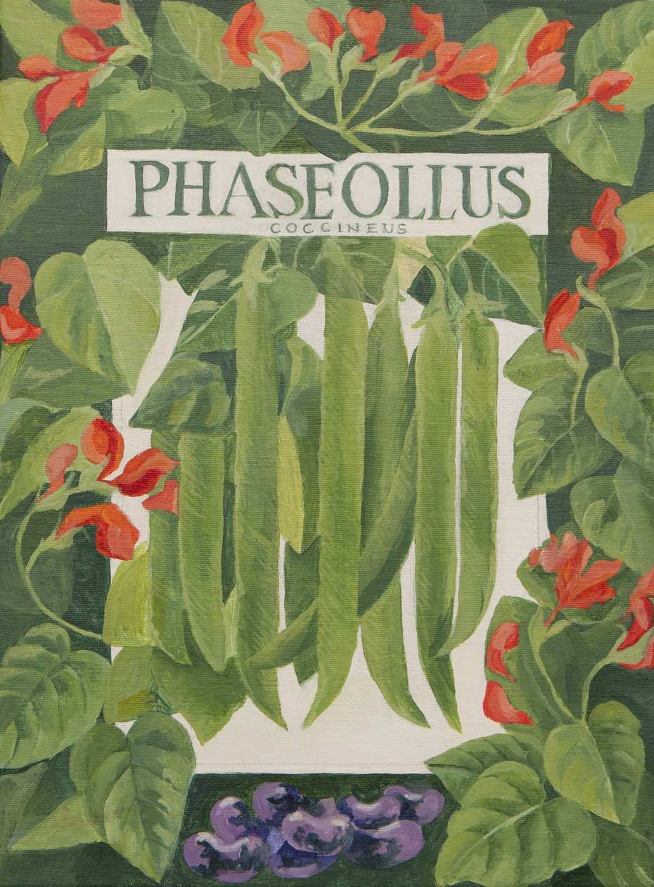 Phaseollus (fazole) (akrylové) od Jennifer Abbott