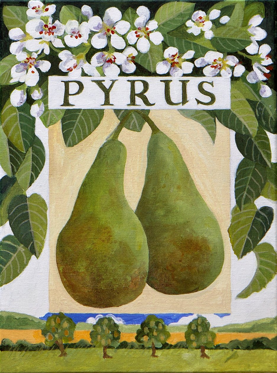 Pyrus (hruška), 2014 (akryl na plátně) od Jennifer Abbott