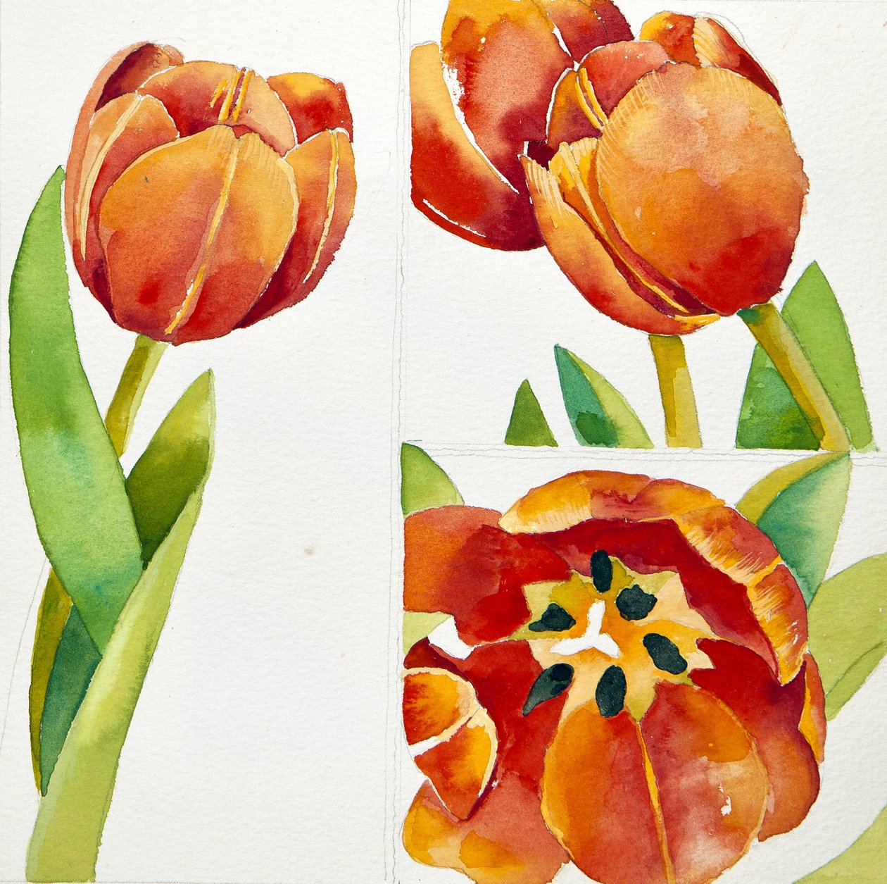 Tři studie tulipánů v jistotě, 2013 (akvarel) od Jennifer Abbott