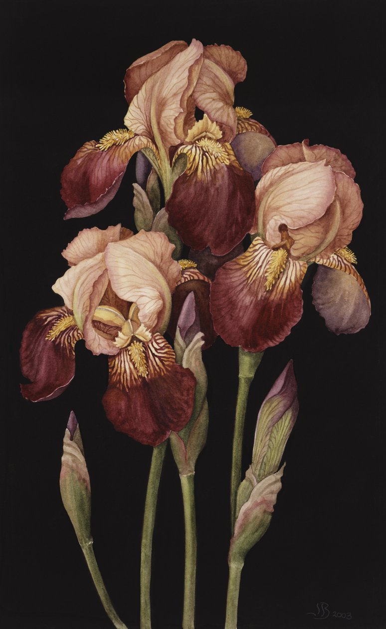 Irises, 2004 (wc na papíře) od Jenny Barron