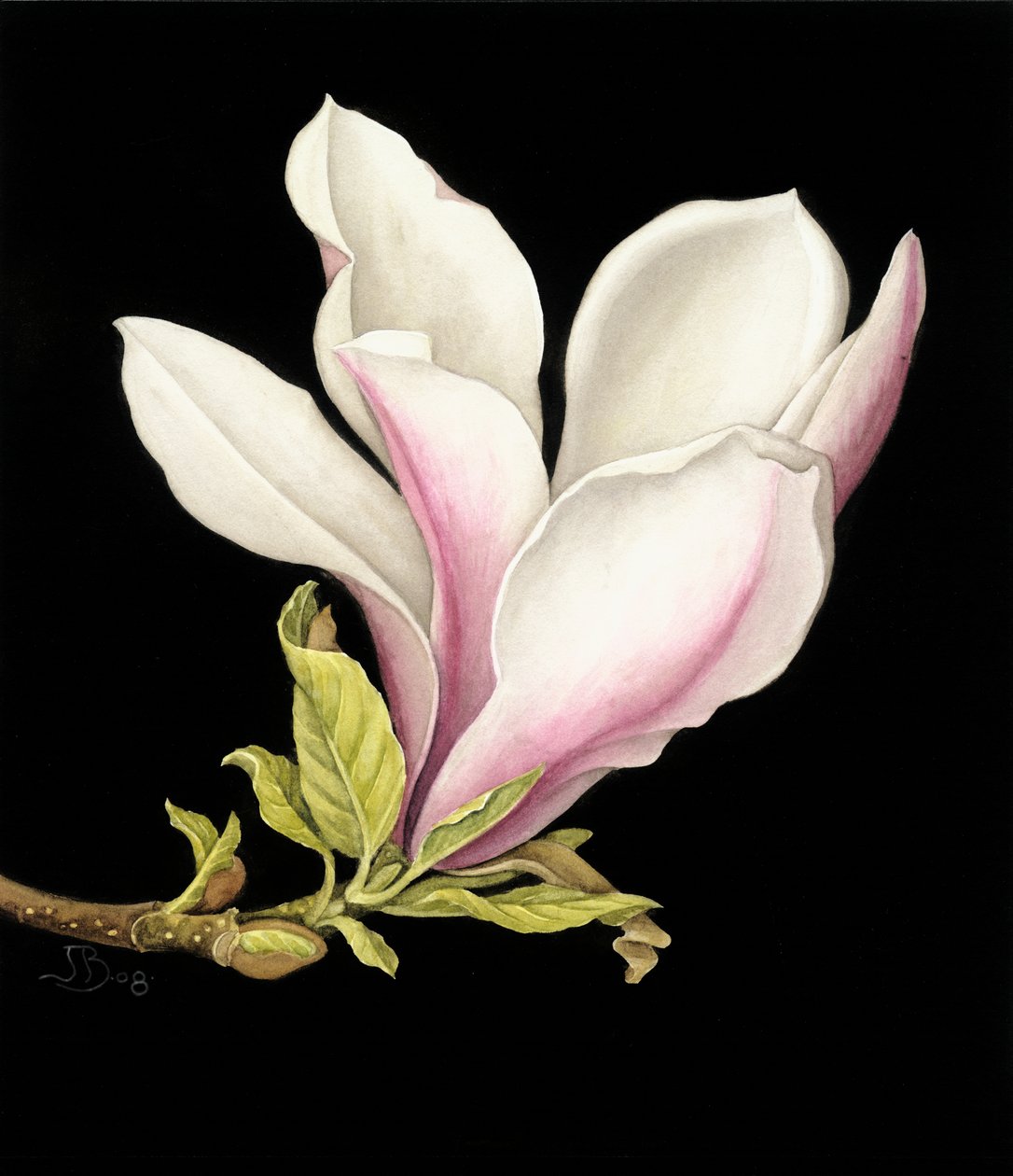 Magnólie od Jenny Barron