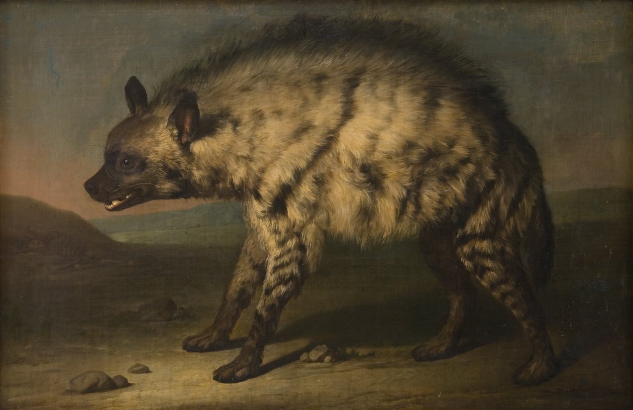 Hyena ve zvěřinci na zámku Frederiksberg od Jens Juel