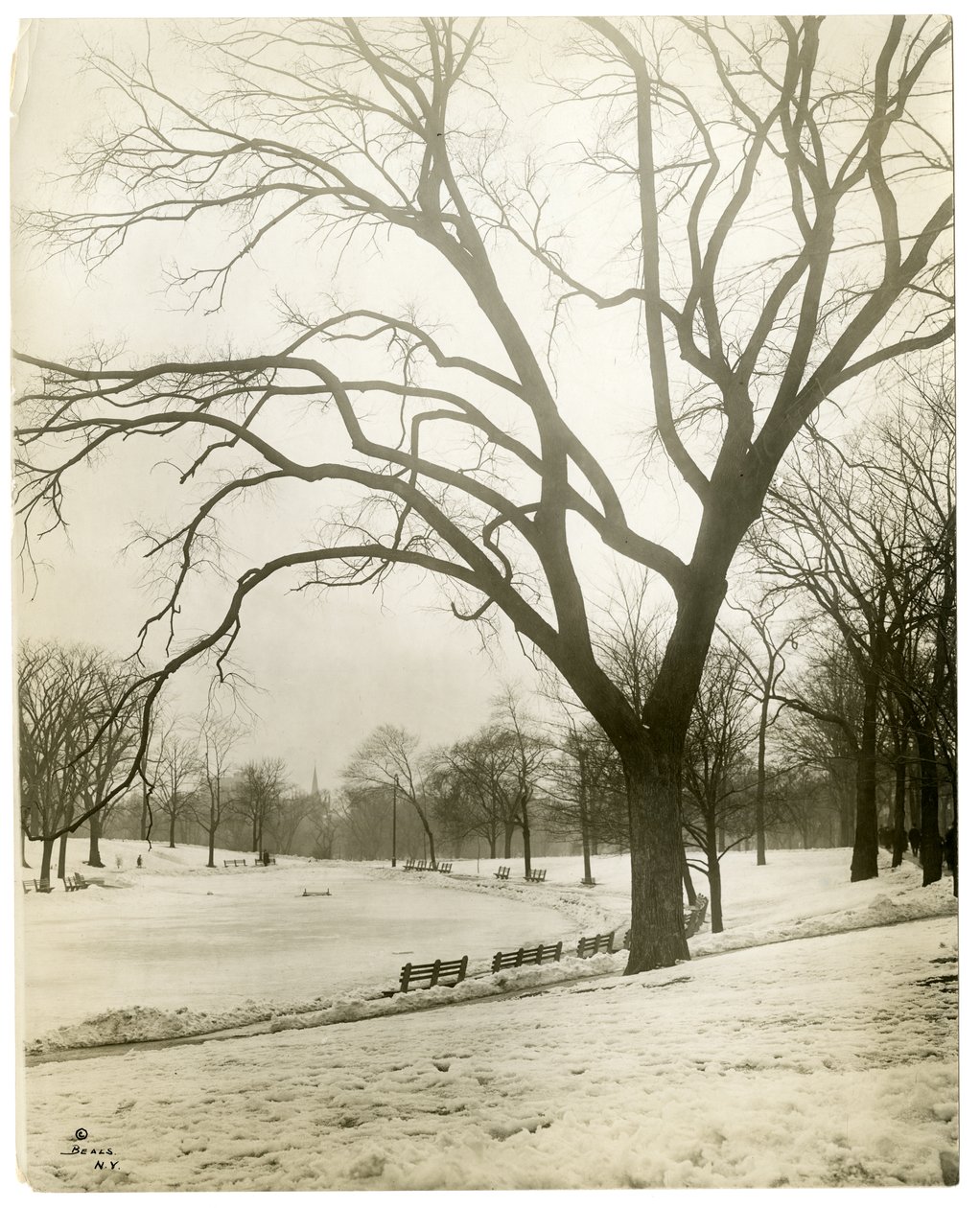 Boston Common & žabí jezírko, podle stromu, Boston, USA, cca 1902-10 (želatinová stříbrná fotografie) od Jessie Tarbox Beals