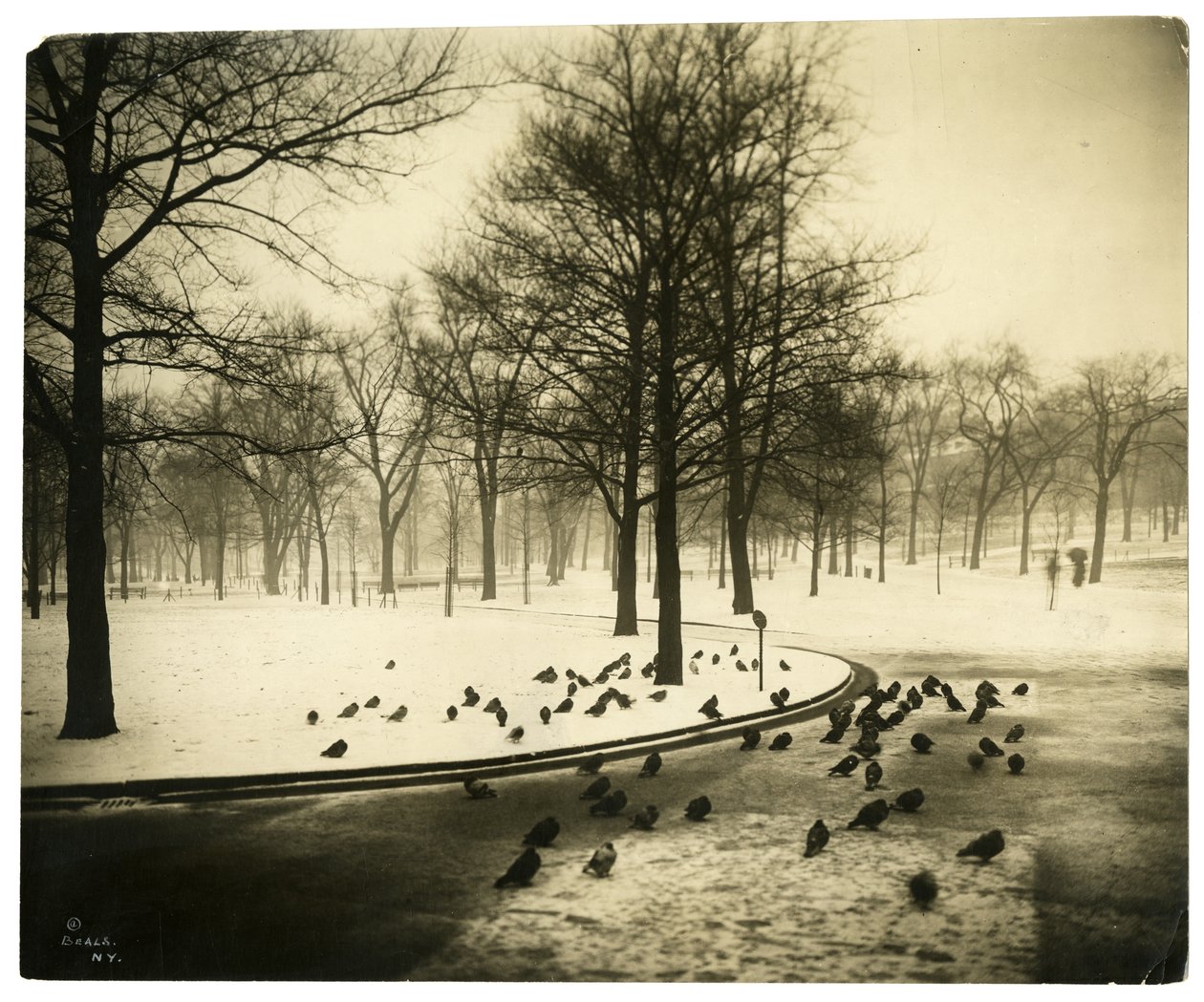 Společný s holuby, Boston, USA, cca 1902-10 (želatinová stříbrná fotografie) od Jessie Tarbox Beals