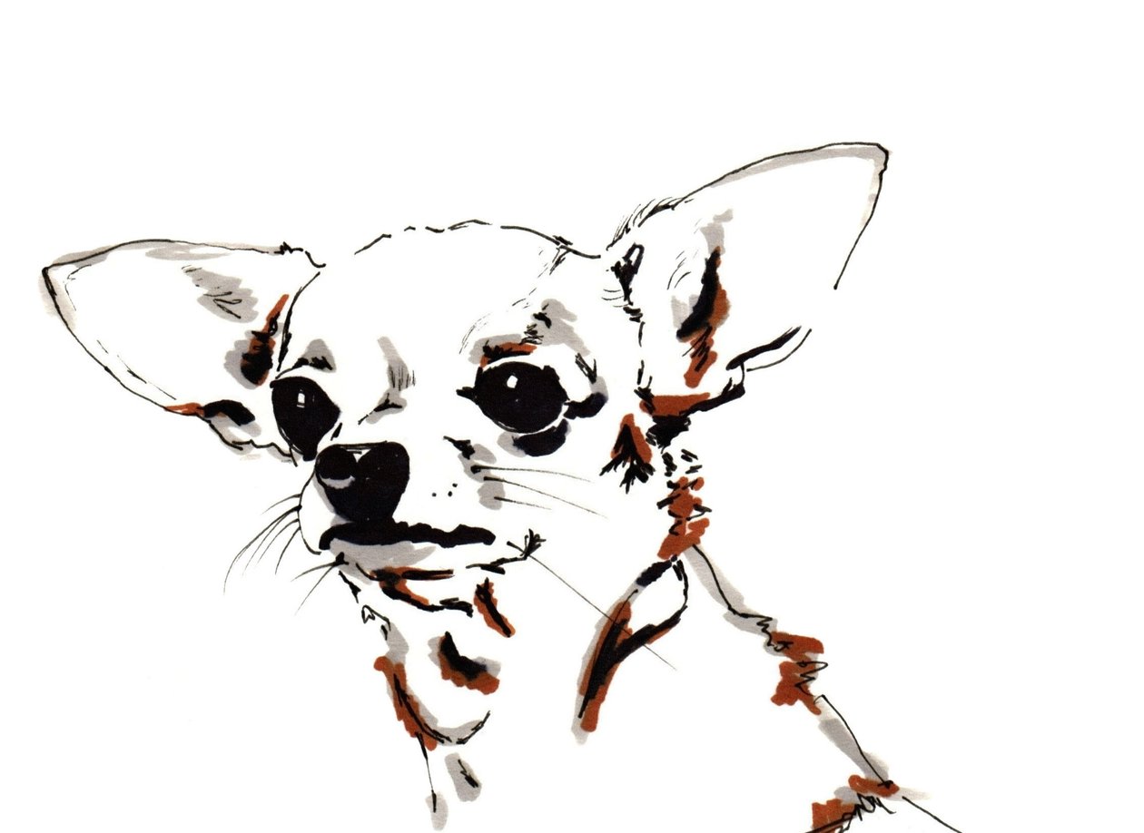 Big Ears the Chihuahua, 2012 (pero, inkoust na papíře) od Jo Chambers