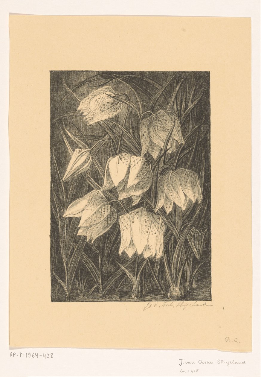 Květy čejky od Jo van Oosten Slingeland (signed by artist)