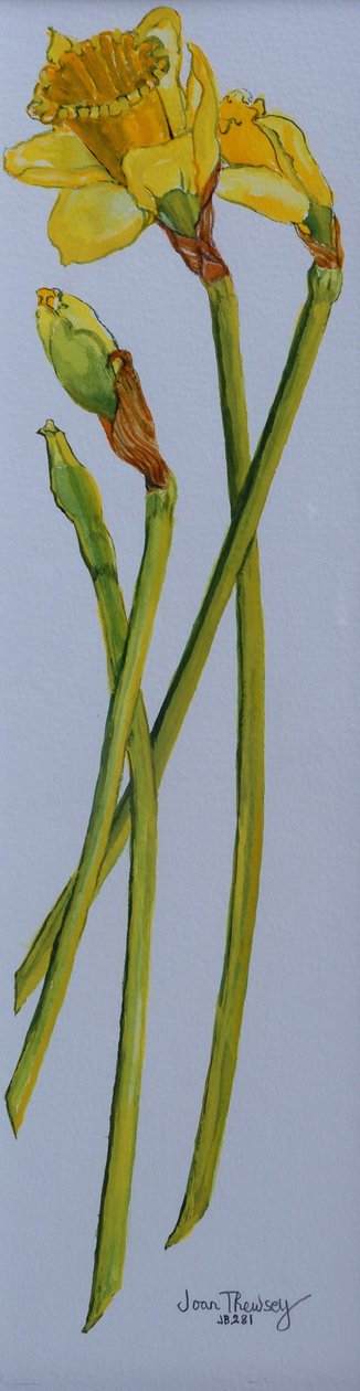 Čtyři stonky narcisů 2011 od Joan Thewsey