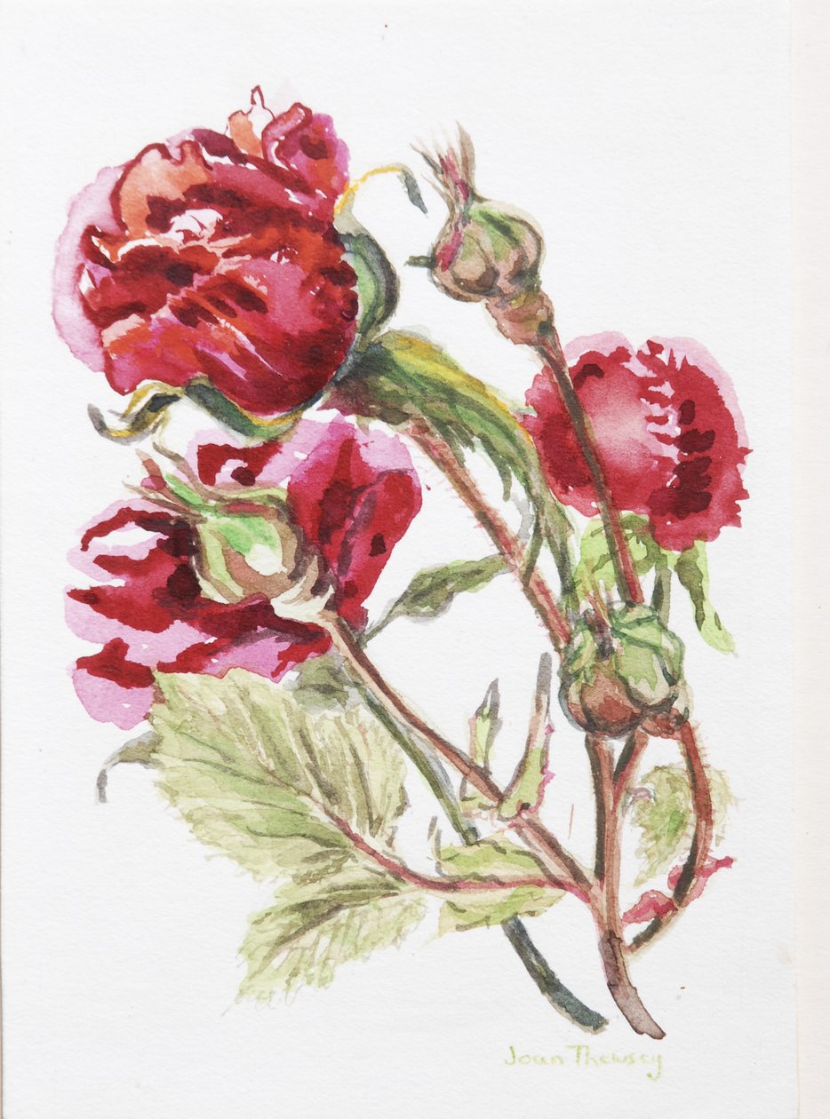 Red Rose Spray, 2001, (wc na ručně vyráběné akvarelové desce) od Joan Thewsey