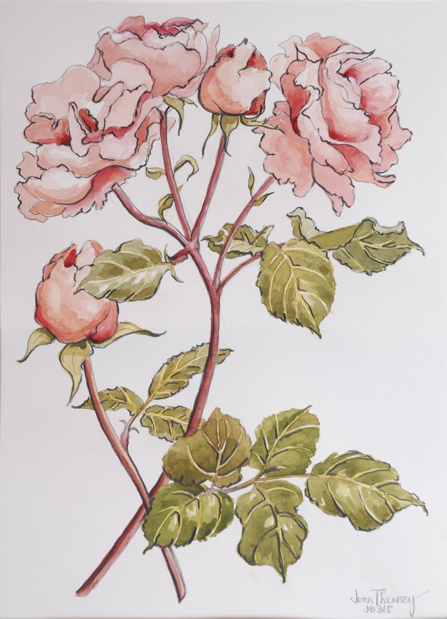 Roses, Abraham Derby, 2012, (tužka a akvarel na ručním papíře) od Joan Thewsey