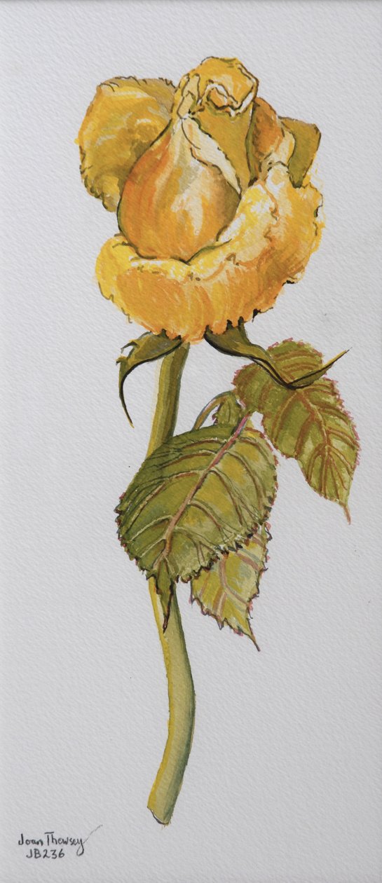 Single Yellow Rose Arthur Bell 2006 (vodová barva na papíře) od Joan Thewsey