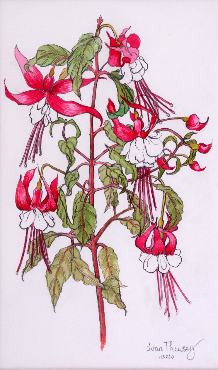 Fuchsie, 2000, tužka s vodovou barvou od Joan Thewsey