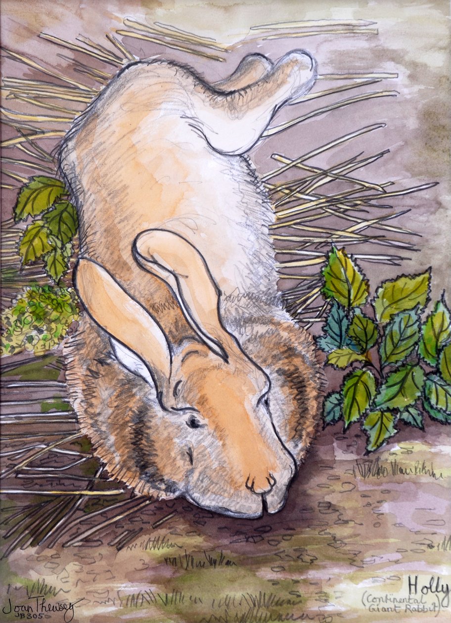 Holly, the Giant Continental Rabbit, 2002, (tužka a akvarel) od Joan Thewsey
