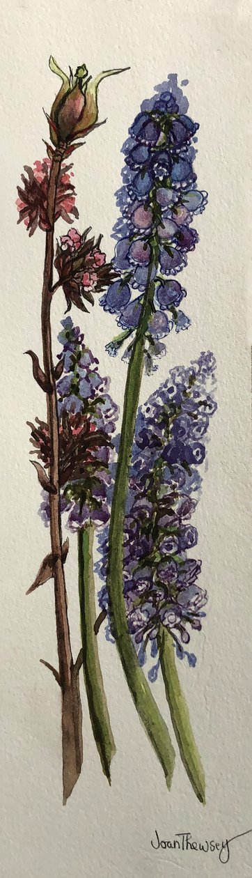 Muscari a Viburnum bodnantense (akvarel) od Joan Thewsey