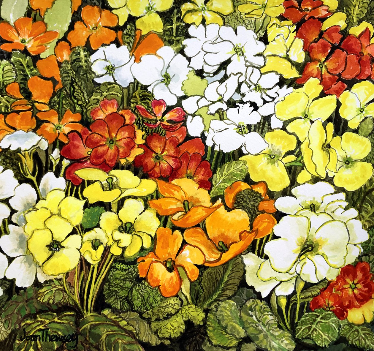 Primrose Border, bílé, žluté, oranžové a červené petrklíče (akvarel) od Joan Thewsey