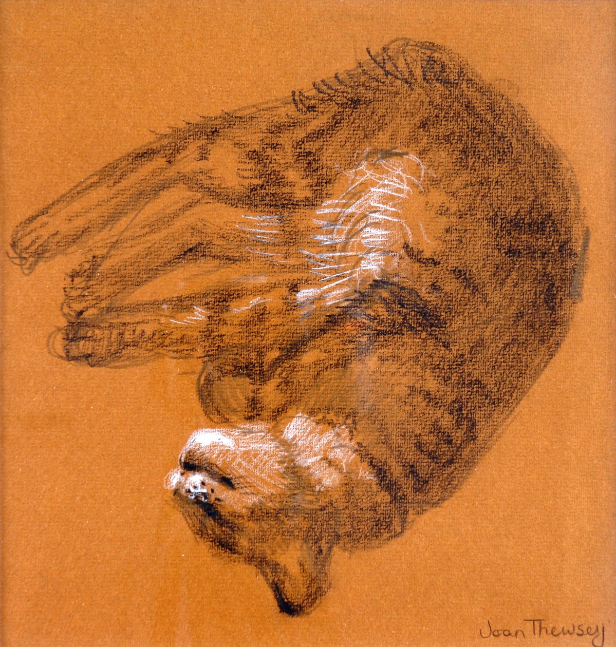 Sleeping Tabby Cat, 2005, (grafit a bílý pastel) od Joan Thewsey