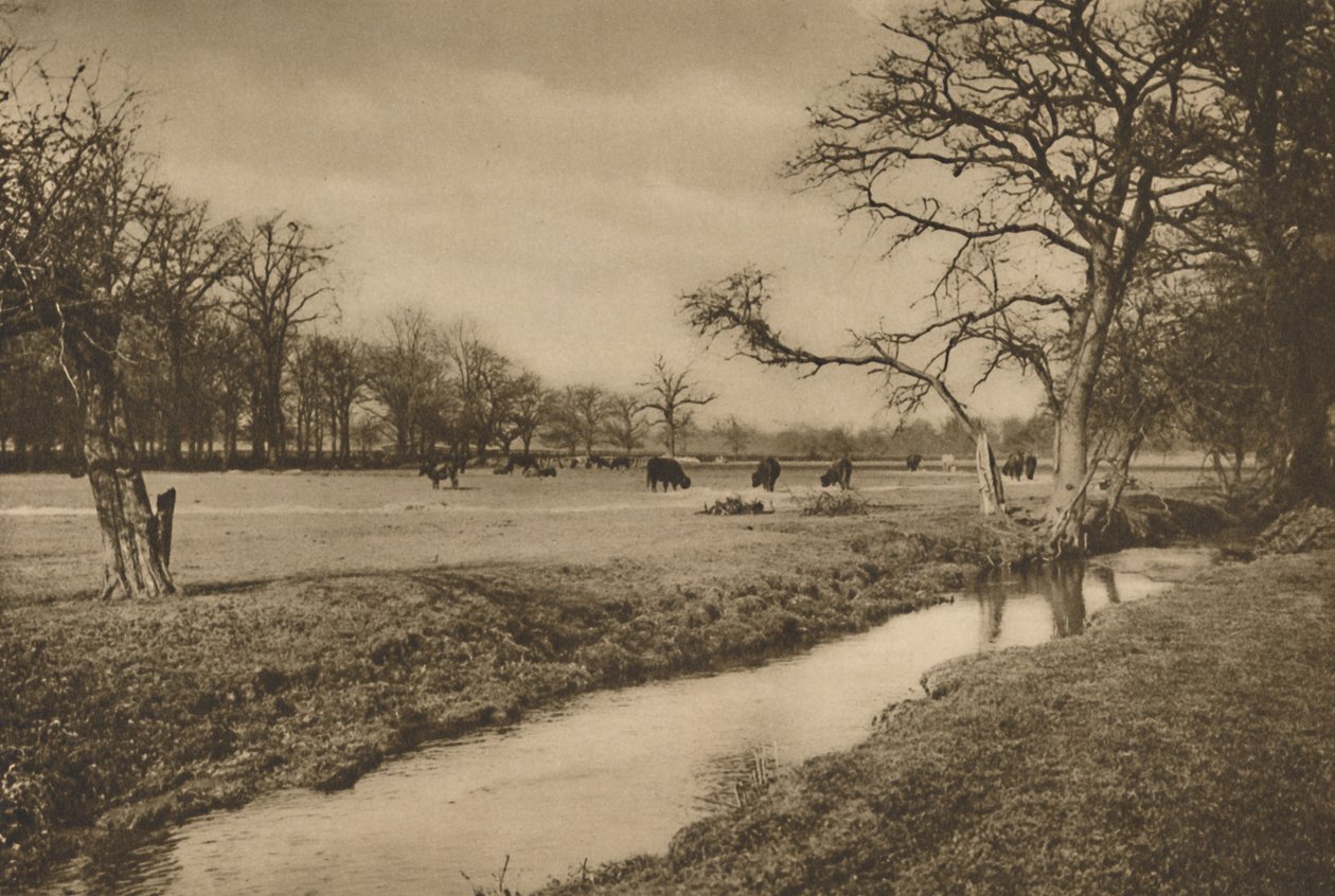 Kde se Beverley Brook vine Královským loveckým parkem v Richmondu, c1935. od Joel