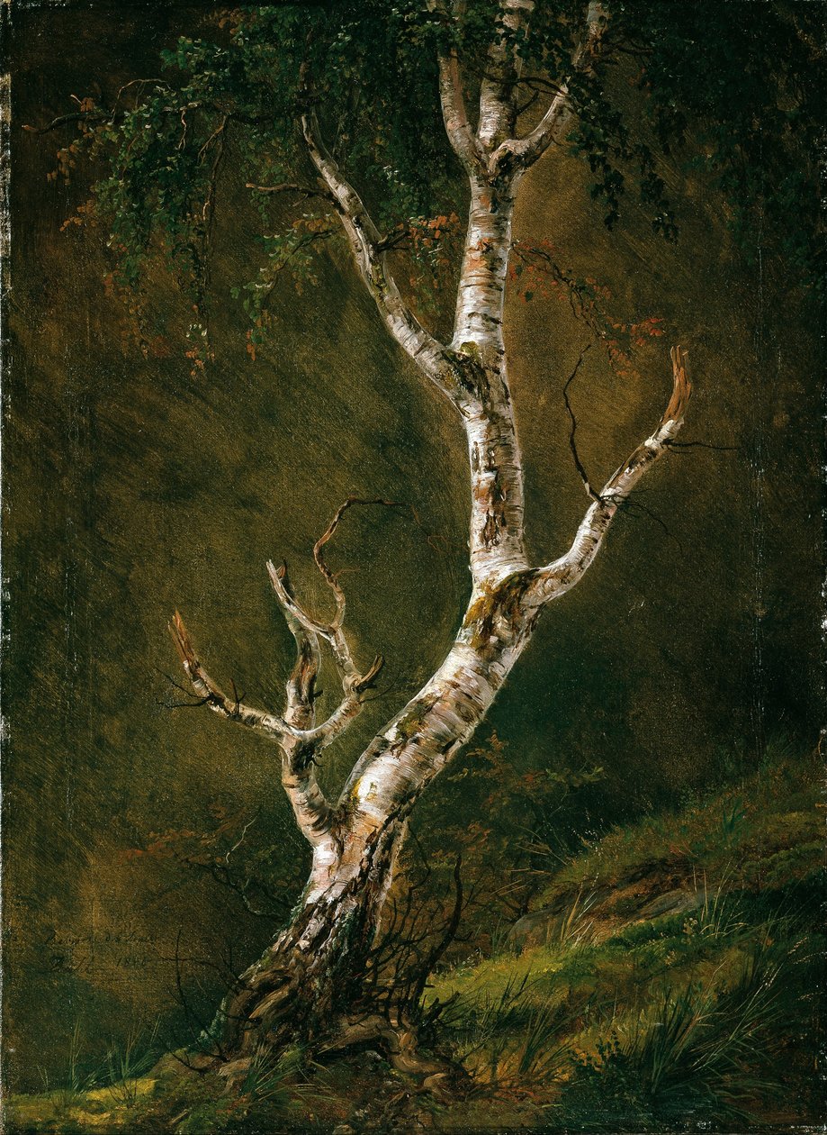 Studium břízy od Johan Christian Dahl