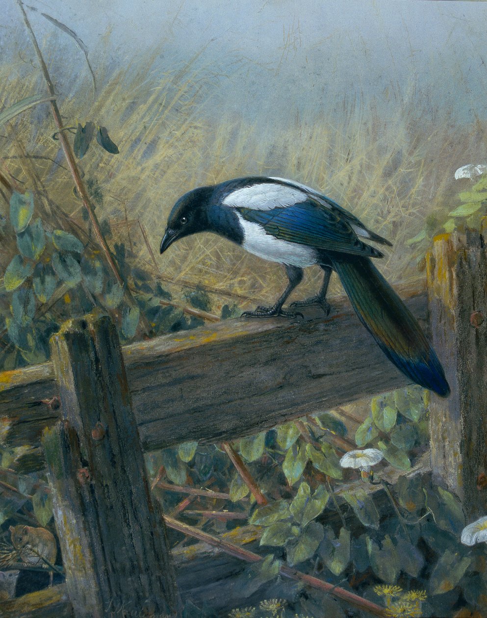 Straka od Johan Gerard Keulemans