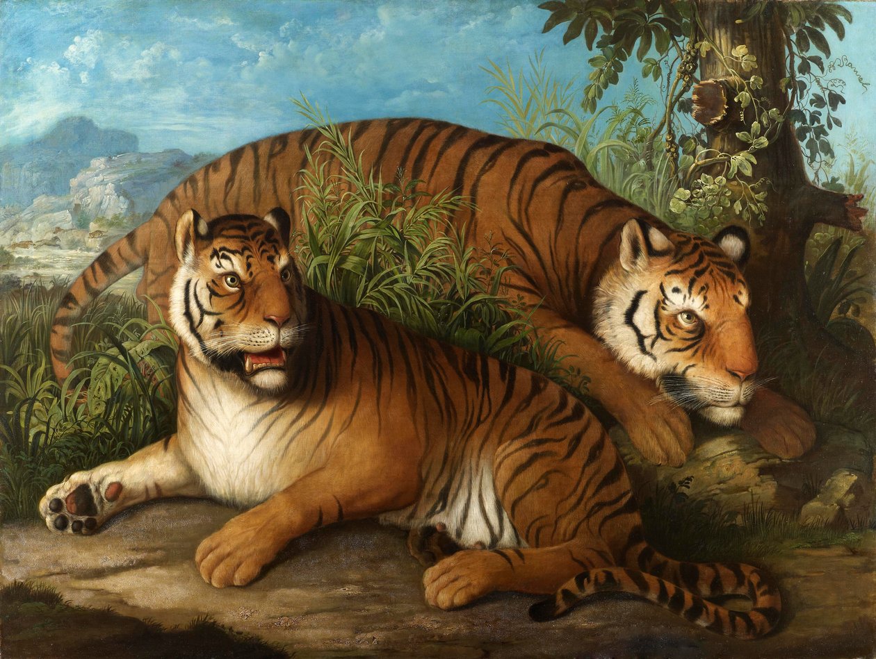 Královští bengálští tygři od Johan Wenzel Peter