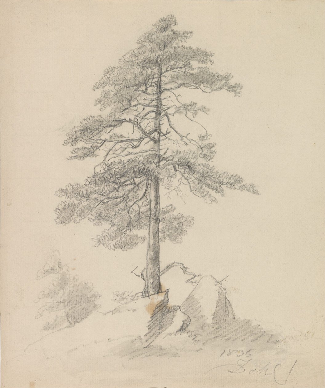 Borovice a útesy od Johan Christian Dahl