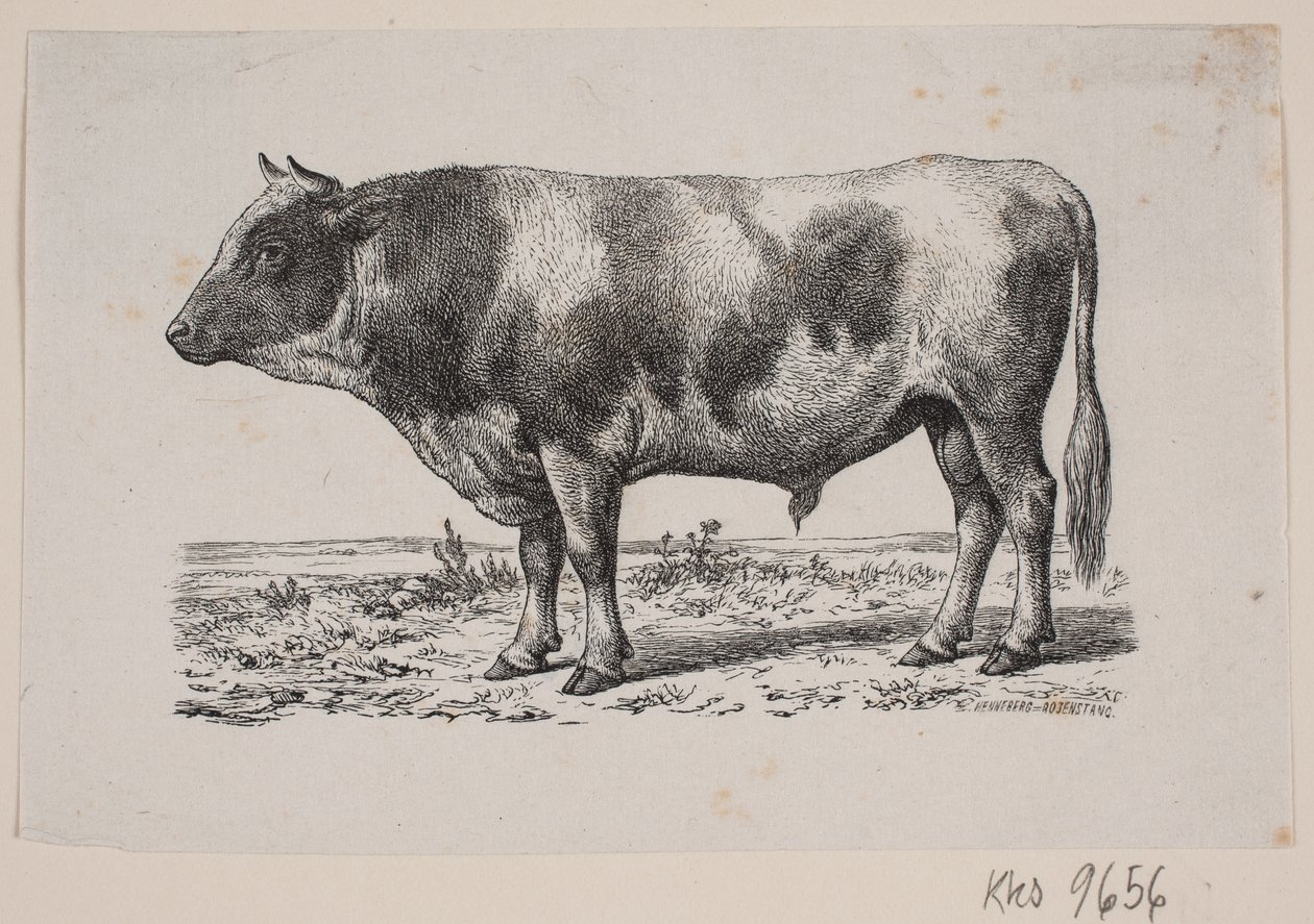 Býk od Johan Frederik Rosenstand