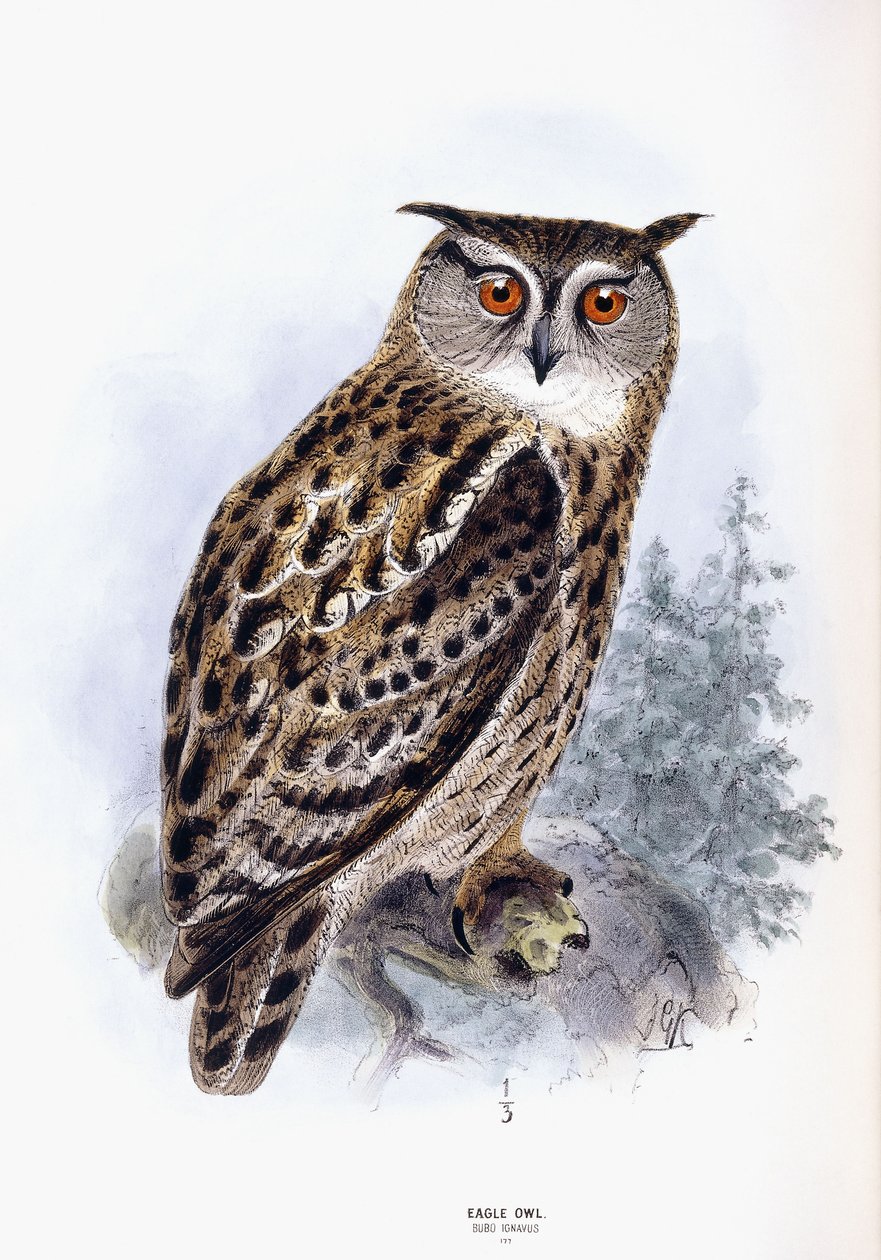 Výr velký od Johan Gerard Keulemans