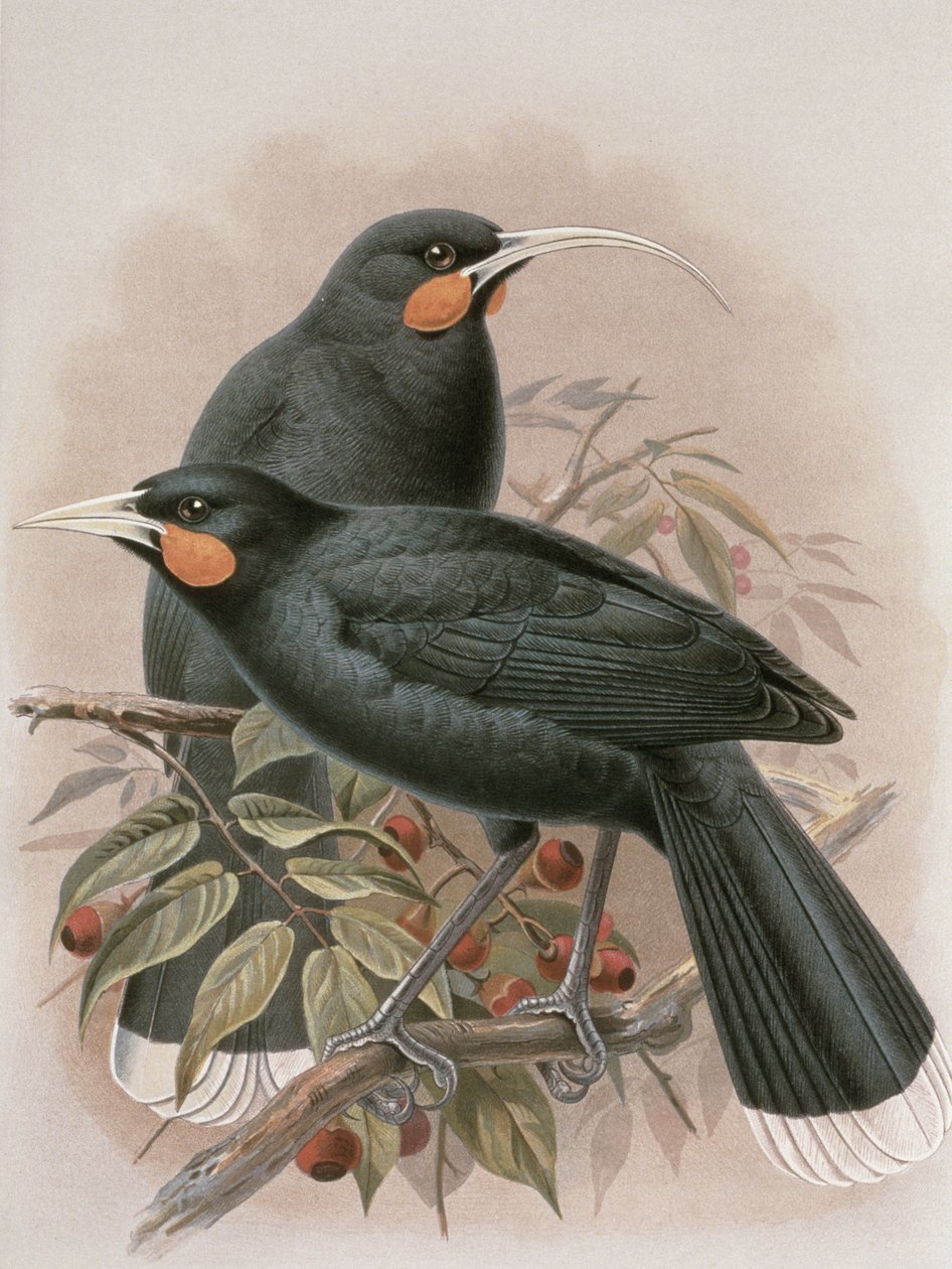 Huia, ilustrace z 