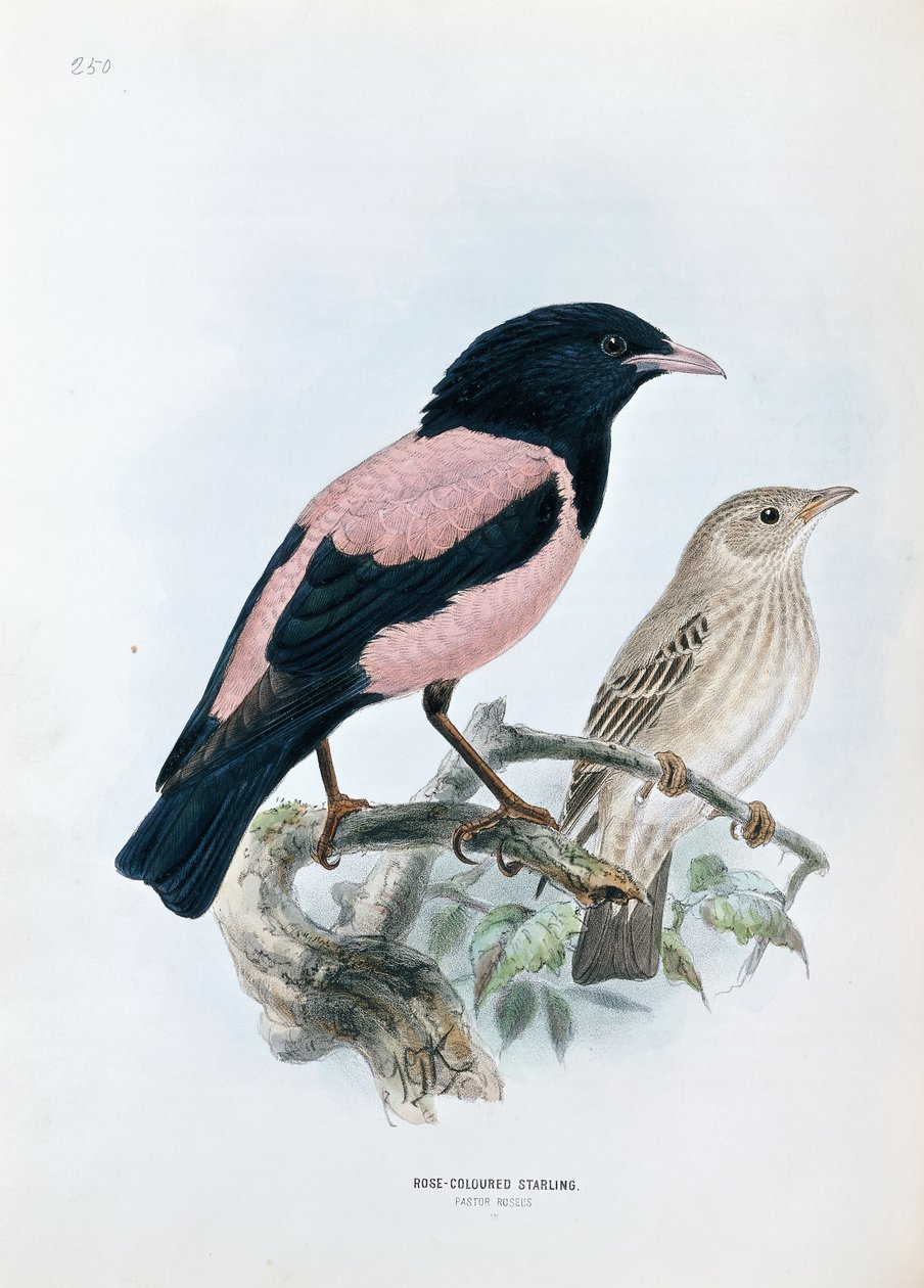 Špaček růžové barvy od Johan Gerard Keulemans