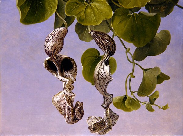 Osterluzei Blossoms (Aristolochia Cymbifera) od Johan Laurents Jensen