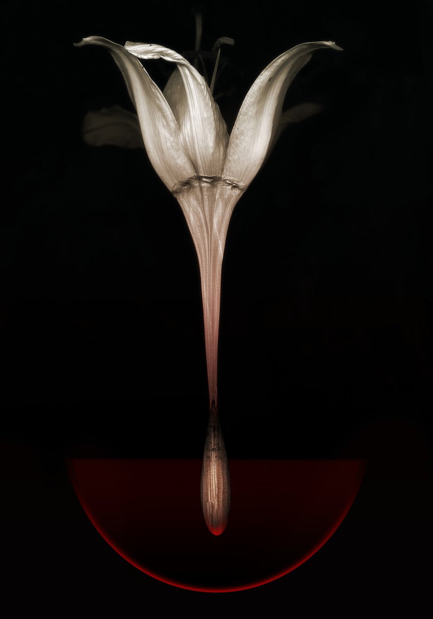 Krvácející lilie, 2013 (fotografie) od Johan Lilja