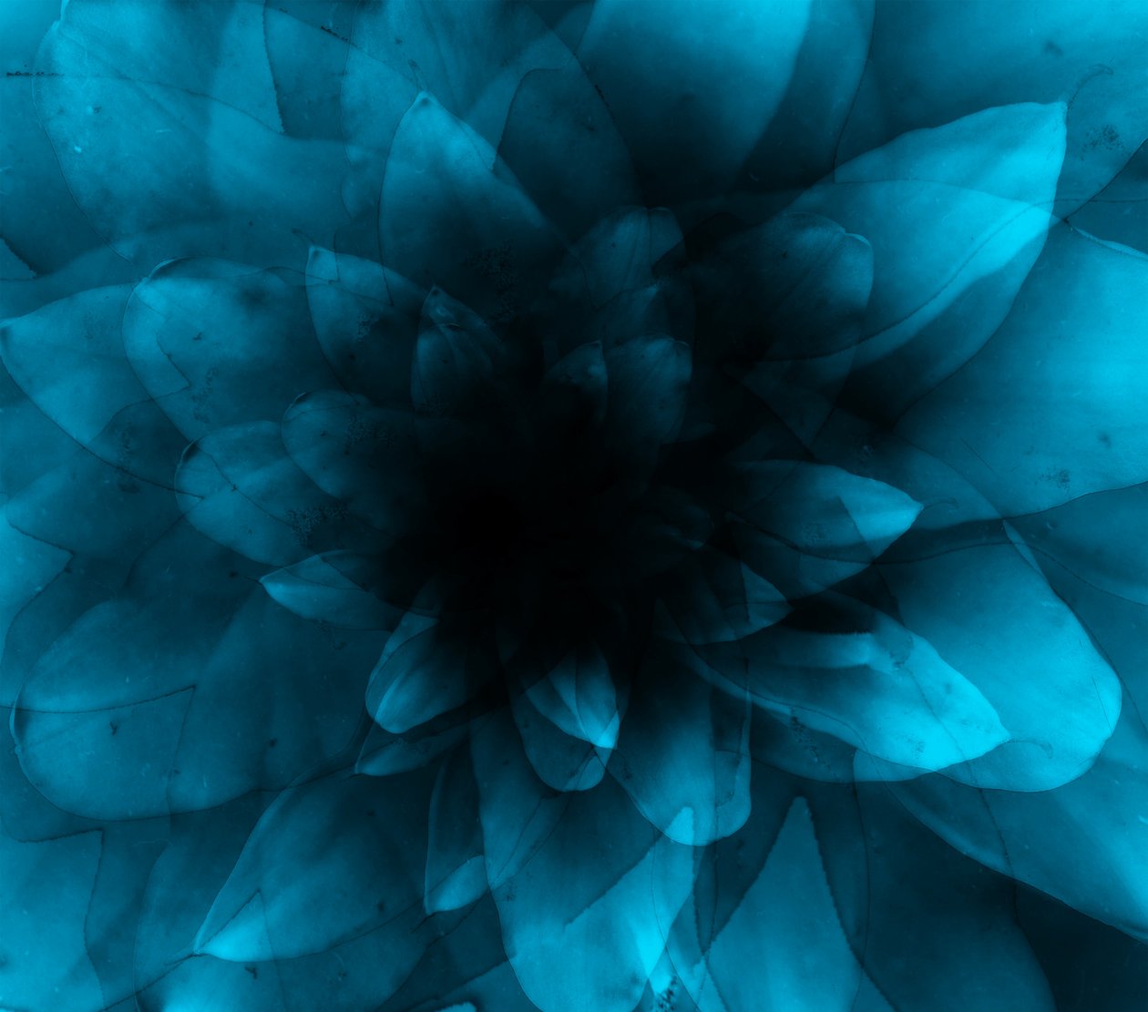 Flower blue, 2016 (digitální umělecký tisk) od Johan Lilja