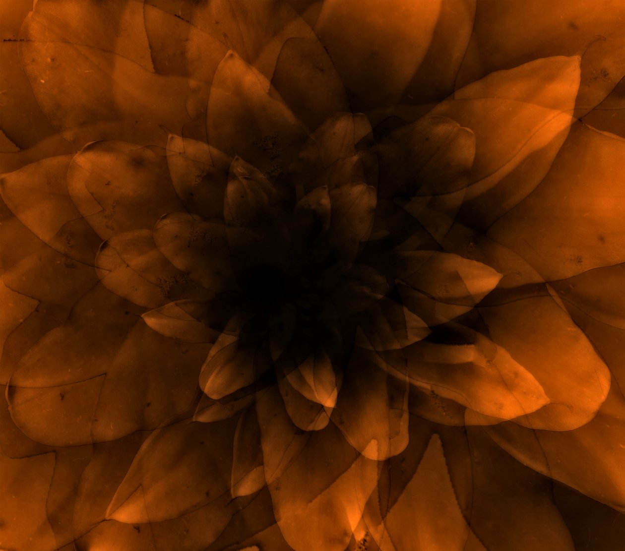 Flower orange, 2016 (digitální umělecký tisk) od Johan Lilja