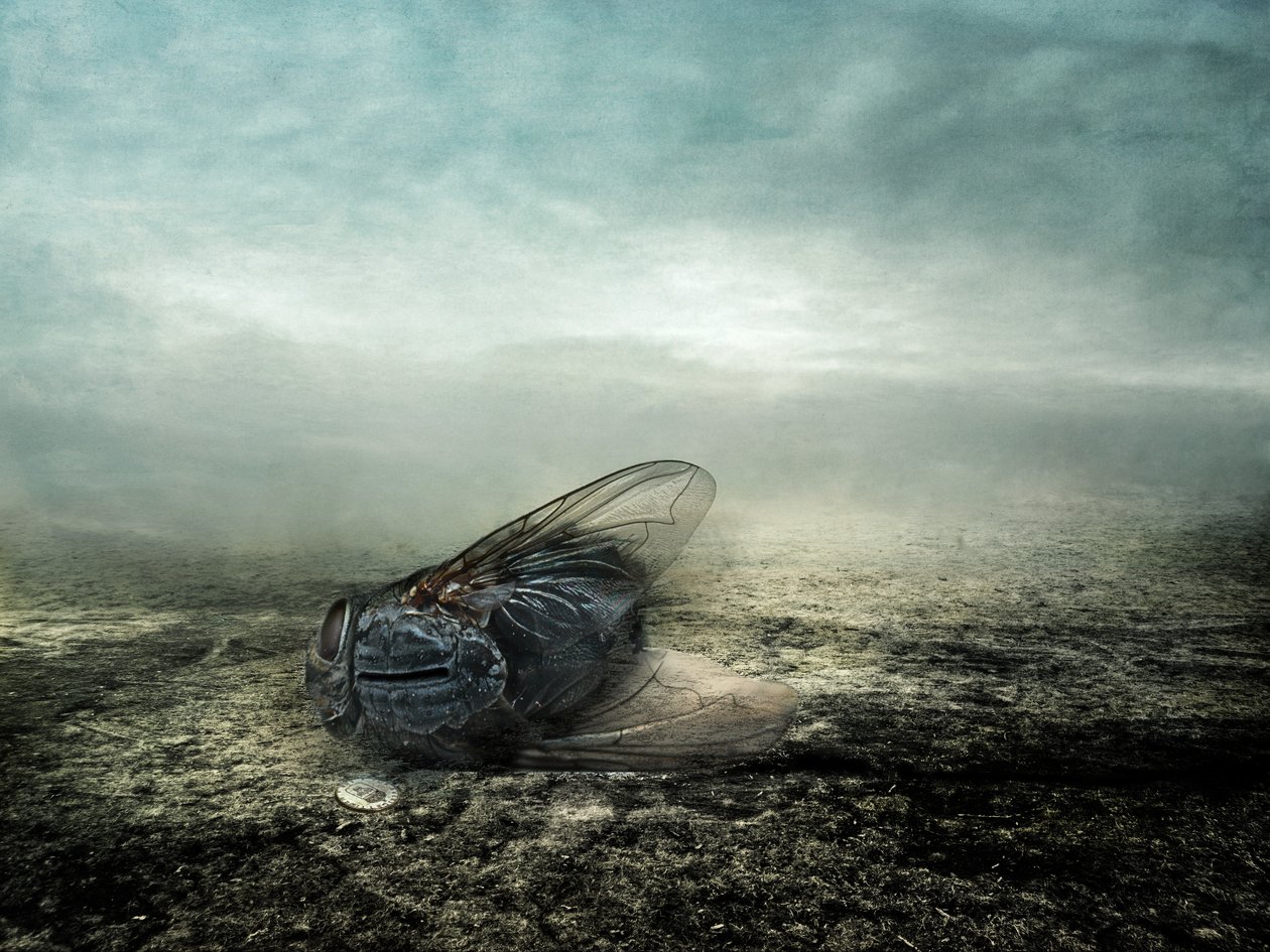 Fly, 2013 (fotografie) od Johan Lilja