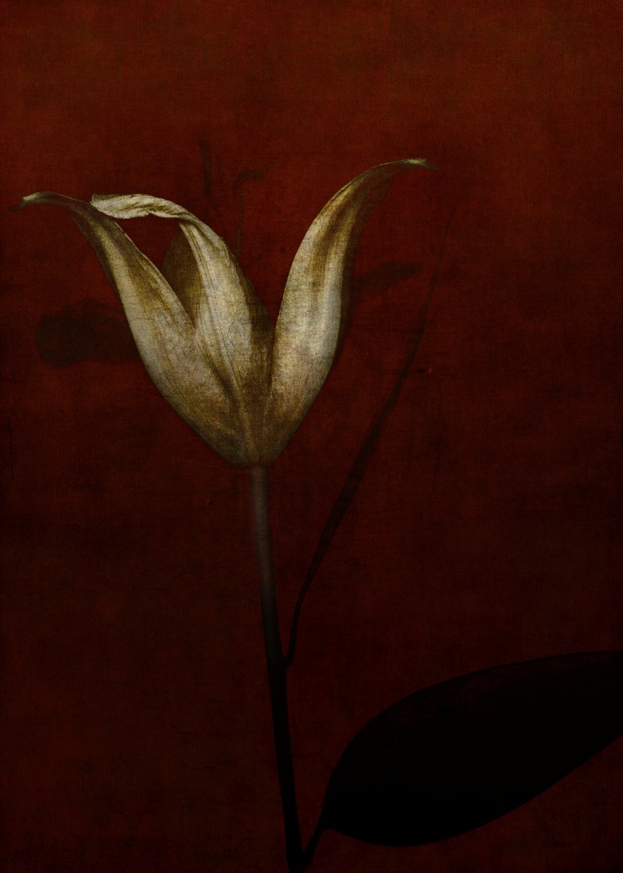 Lily, 2015 (digitální fotoart) od Johan Lilja